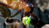 Monster Bug Wars: Katydid & Amblypygids