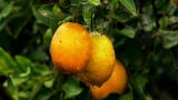 How Do They Do It?: How is Orange Juice Made?