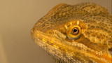Bugging Out: Lizard Bath