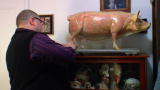 Oddities: Pig With a Secret