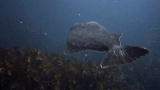 Life on the Line: Get to Know a Halibut