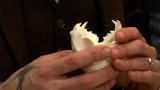 Oddities: Feline Reconstruction