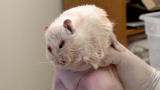 Wild Freaks of Nature: Rat Pig