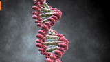 Creating Synthetic Life: Manmade DNA