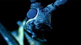 Monster Bug Wars: Monster Bug Mashup