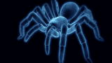 Monster Bug Wars: Trapdoor Spider