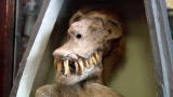 Oddities: The Art of the Gaff