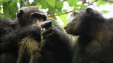 Mutant Planet: Carnivorous Chimps
