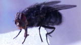 Weird Connections: RoboFly