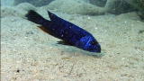 Mutant Planet :Devious Fish