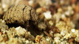 Monster Bug Wars: Trap-Jaw vs. Ant Lion