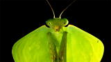 Monster Bug Wars: Mantis, Crab, Spider