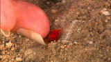 Bugging Out: Red Velvet