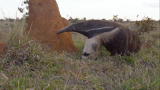 Mutant Planet: Giant Anteater