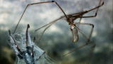 Monster Bug Wars: Cellar Spider Vs. White-Tailed Spider