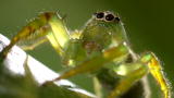 Monster Bug Wars: Super Model of the Spider World