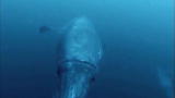 Monsters' Ball: Giant Squid Encounter