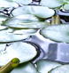 Brink: Algae to Oil