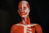 How It's Made 5: Anatomical Models