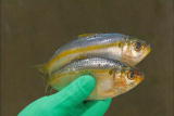 How It's Made: Sardines