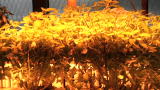 Nerdabout Vlogs: Boswyck Farms