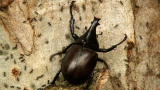 Monster Bug Wars: Beetle Vs. Ants