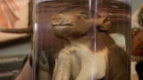 Oddities: Three Little Piggies