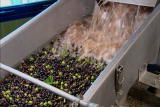 How It's Made: Virgin Olive Oil