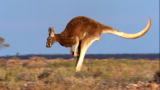 Mutant Planet :Red Kangaroo