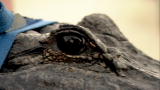 Wild Freaks of Nature: Eye of a Predator
