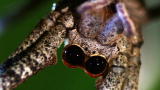 Monster Bug Wars: Ogre-Faced Spider