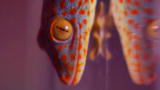Weird Connections: The Sticky Gecko