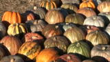 Punkin Chunkin 2008: Mashup