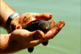 Weird Creatures: Axolotl