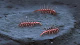 Greatest Discoveries : Burgess Shale Creation