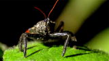 Monster Bug Wars: Female Warriors
