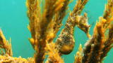 Weird Creatures With Nick Baker: Bony Fish