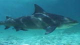 What Are the Odds?: Shark Attack