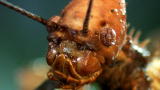 Monster Bug Wars: Mantis Battle