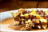 Weird Creatures: Thorny Devil