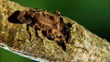 Monster Bug Wars: Tree Scorpion