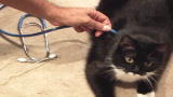Brink: Spy Stethoscope