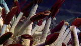 Greatest Discoveries: Hydrothermal Vents