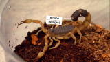 Bugging Out: Don't Try This At Home