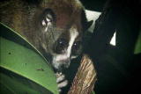 Weird Creatures: Slow Loris