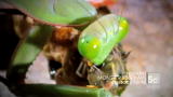 Monster Bug Wars: Monster Bug Wars Promo