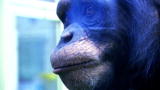 Brink: Smart Chimps!