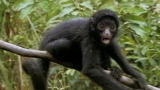 What Are the Odds?: Shakespeare Monkey