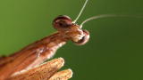 Monster Bug Wars: Grey Tree Runner Mantis