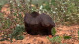 Meteorite Men: What a Rock